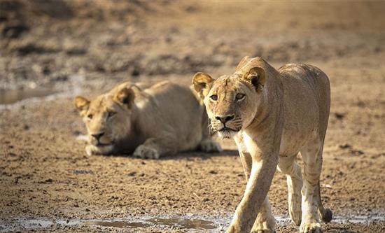 Blue Ant Media Launches Love Nature In French-Language Markets Through CANAL+